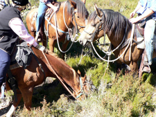 Australia-Victoria-Victoria High Country Rides